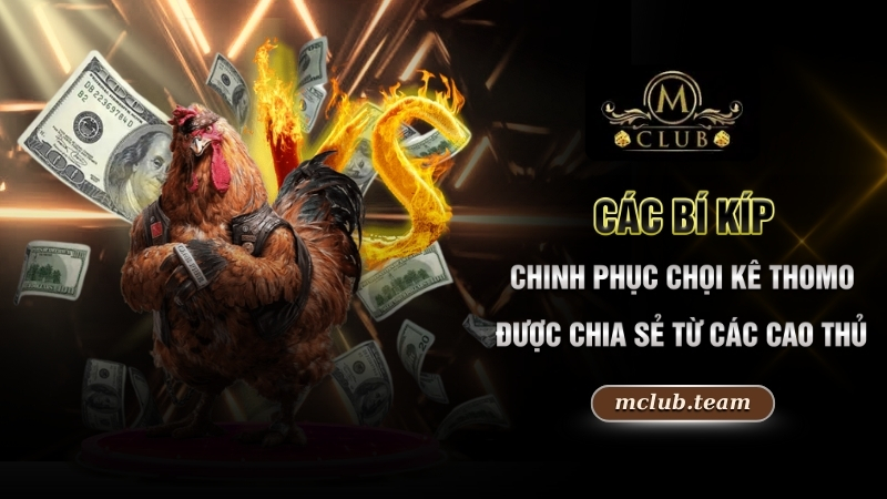 Các bí kíp chinh phục chọi kê Thomo được chia sẻ từ các cao thủ