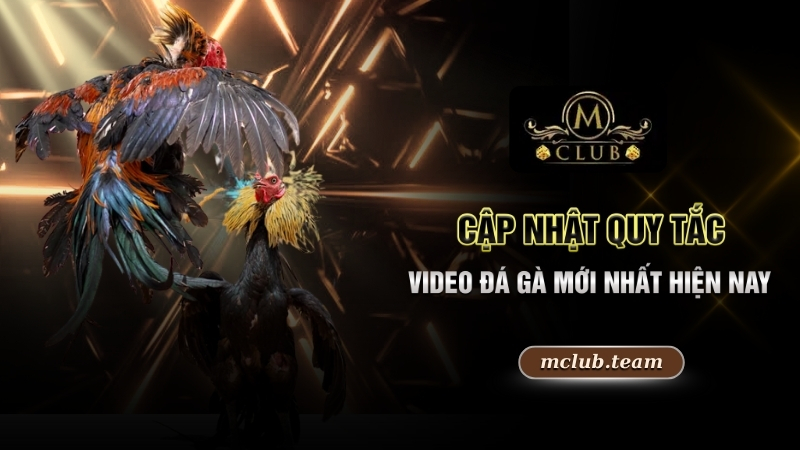 Video Đá Gà - Khám Phá Đấu Trường Chọi Kê Xanh Chín No.1 3 Cập nhật quy tắc video đá gà mới nhất hiện nay