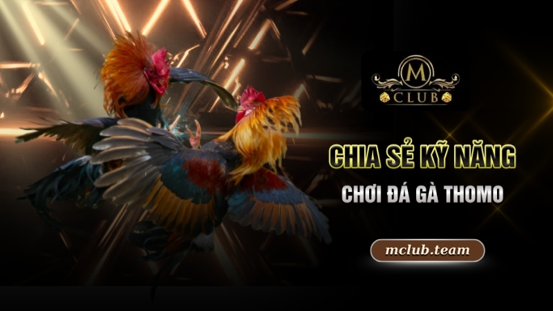 Đá Gà Thomo Trực Tuyến - Trải Nghiệm Đẳng Cấp Bậc Nhất 5 Chia sẻ kỹ năng chơi đá gà Thomo
