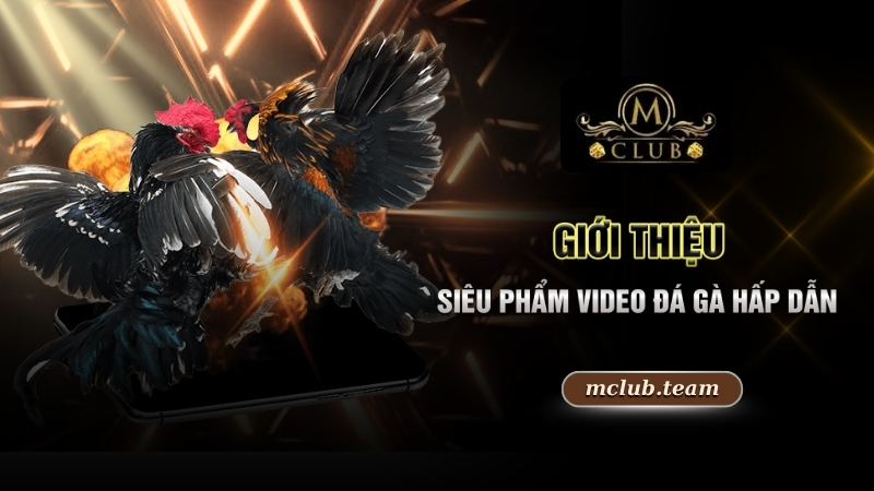 Giới thiệu siêu phẩm video đá gà hấp dẫn
