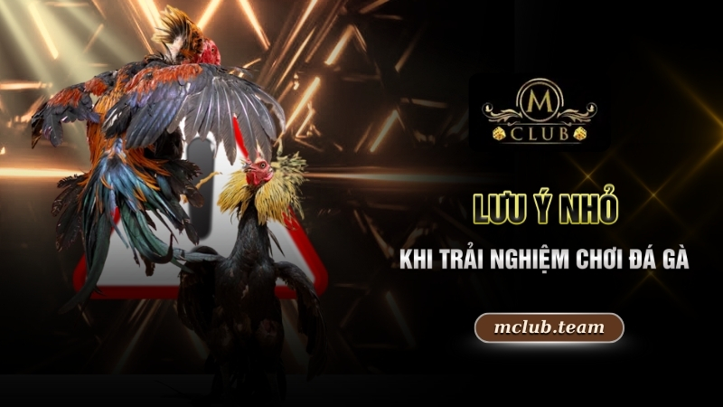Đá Gà Thomo Trực Tuyến - Trải Nghiệm Đẳng Cấp Bậc Nhất 4 Lưu ý nhỏ khi trải nghiệm chơi đá gà