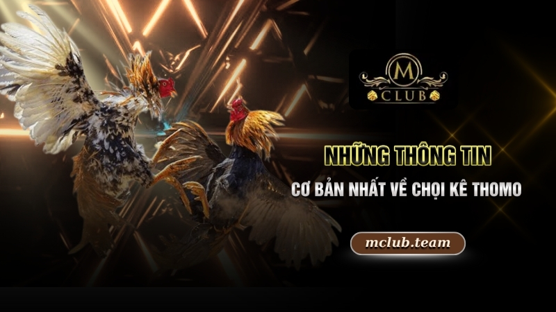 Những thông tin cơ bản nhất về chọi kê Thomo