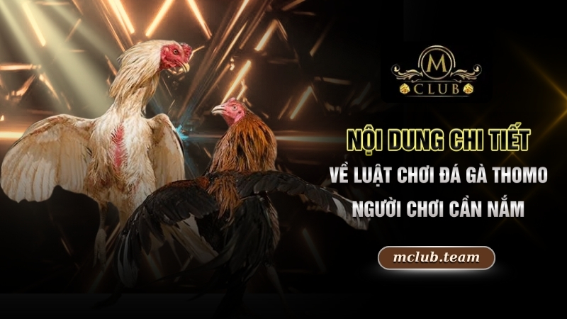 Kinh Nghiệm Chơi Đá Gà Thomo - Chiến Thuật Hay, Rinh Quà Lớn 2 Nội dung chi tiết về luật chơi đá gà Thomo người chơi cần nắm