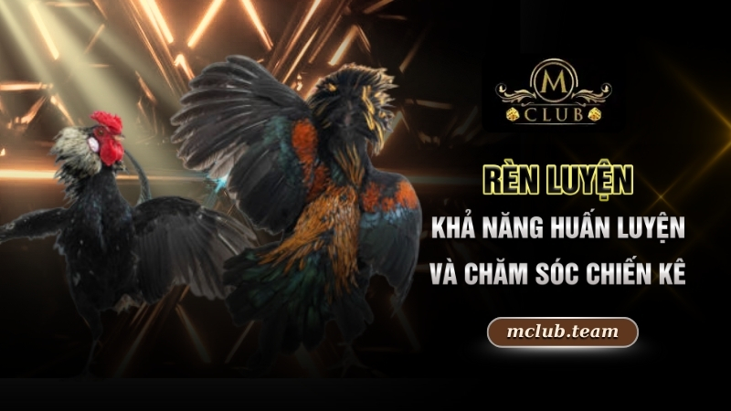 Rèn luyện khả năng huấn luyện và chăm sóc chiến kê