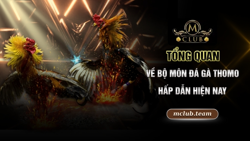Kinh Nghiệm Chơi Đá Gà Thomo - Chiến Thuật Hay, Rinh Quà Lớn 1 Tổng quan về bộ môn đá gà Thomo hấp dẫn hiện nay