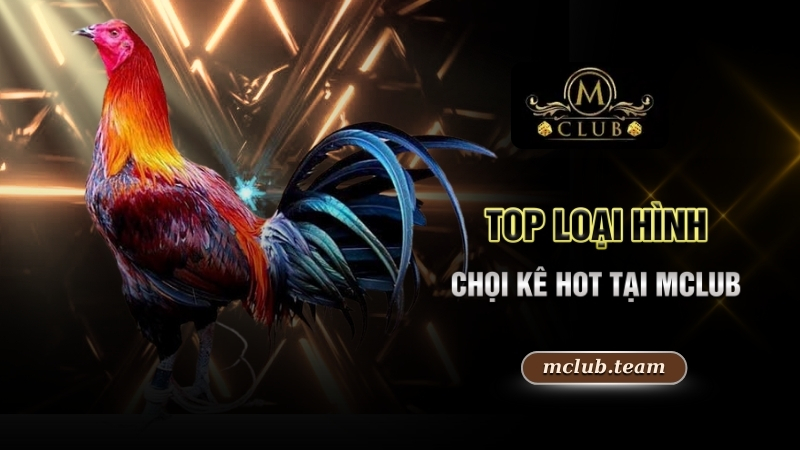 Video Đá Gà - Khám Phá Đấu Trường Chọi Kê Xanh Chín No.1 4 Top loại hình chọi kê hot tại Mclub