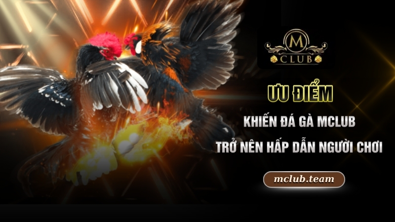 Ưu điểm khiến đá gà Mclub trở nên hấp dẫn người chơi